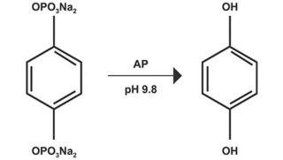  fosfatase alcalina (AP) 